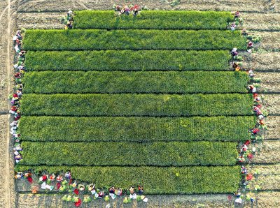 【今日の1枚】緑のじゅうたん広げて 中国