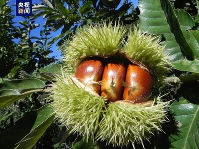 中国の世界農業遺産が22件に 新たに3件認定