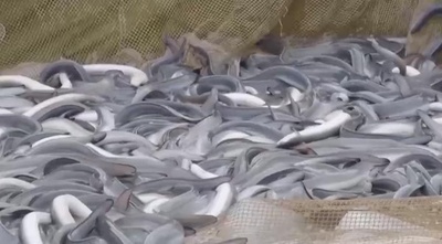 広東省からの日本向け輸出ウナギ、販売量と価格が高騰 中国