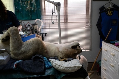 南アの小規模保護区、ライオンの不妊手術 慎重に繁殖管理