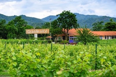 熱帯でワイン造り 姉妹で挑む富豪が独占するアルコール市場 タイ