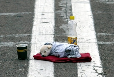 ノルウェー人女性が狂犬病で死亡、旅先のフィリピンで助けた子犬にかまれる