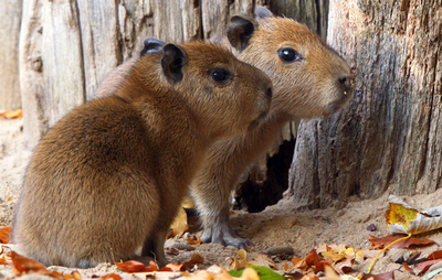 独動物園のカピバラの赤ちゃん