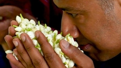 字幕:有名香水ブランド引き付ける インドのジャスミン