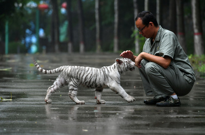 「イクメン」飼育員に育てられるトラの赤ちゃん 母親の育児放棄後も元気に成長