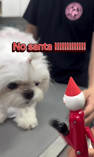 サンタの人形を見て吠えるマルチーズの子犬＝イージー動物医療センター(c)news1