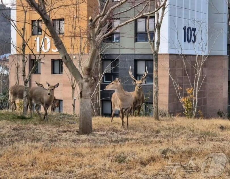 シカの群れ＝写真は記事の内容とは関係ありません(c)news1