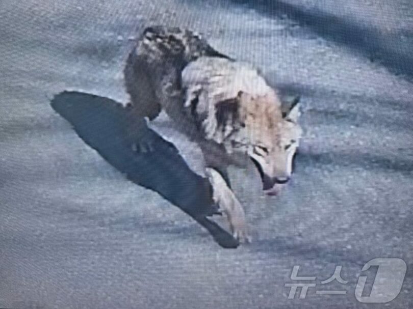 大田消防本部提供(c)news1