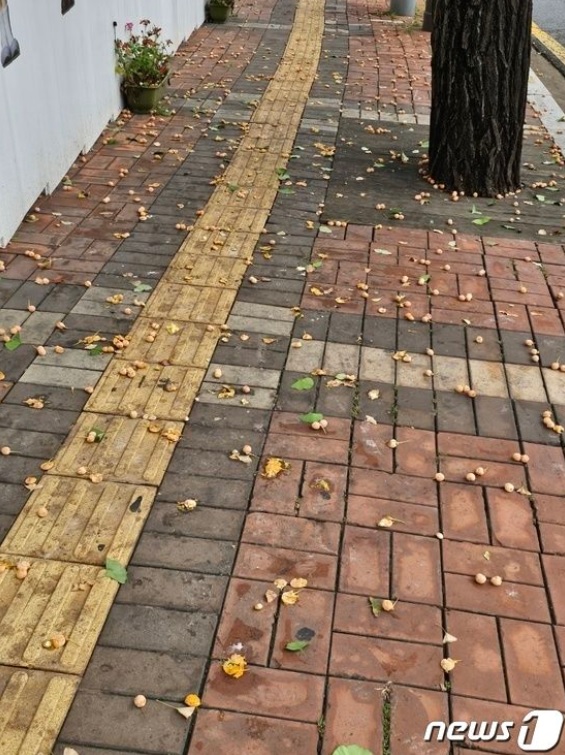 ソウル・明洞駅近くの歩道に落ちているイチョウの実(c)news1