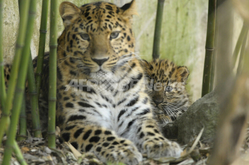 アムールヒョウの3つ子の赤ちゃん、フランス