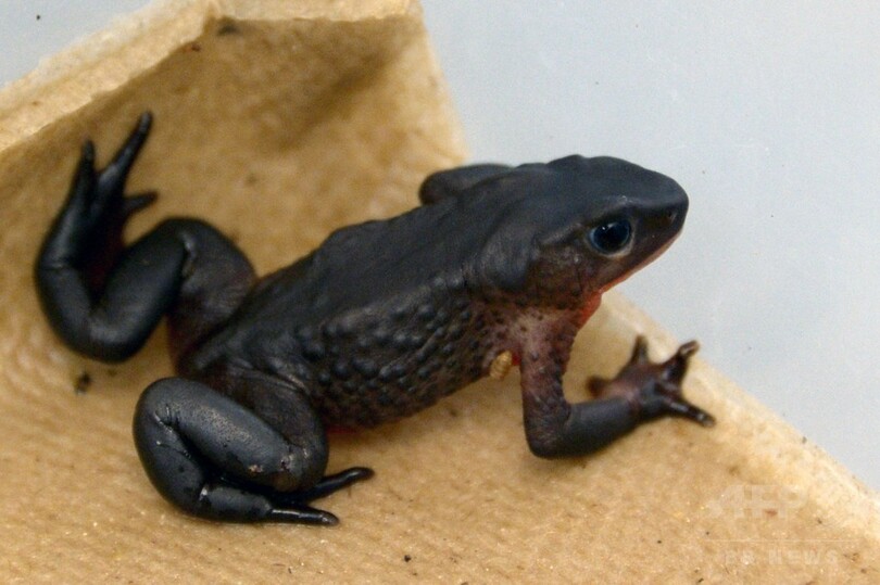 カエルを6万円超で「倫理的に」売る企業、希少種の救世主に？ エクアドル