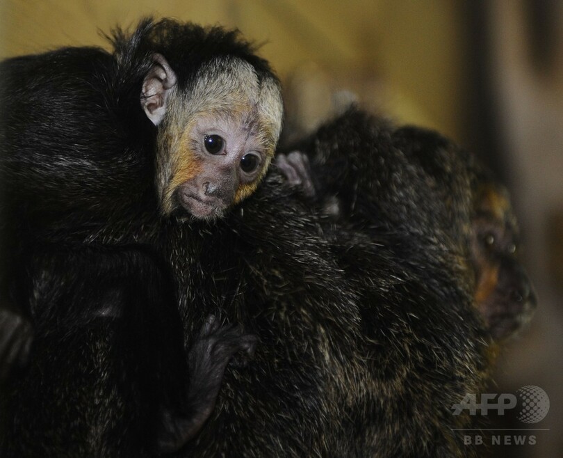 動物園は出産ブーム、バクなどの赤ちゃん フランス