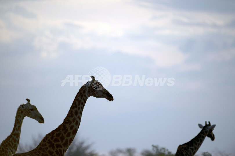 アフリカに生きる野生動物たち ジンバブエ ワンゲ国立公園 写真37枚 国際ニュース Afpbb News