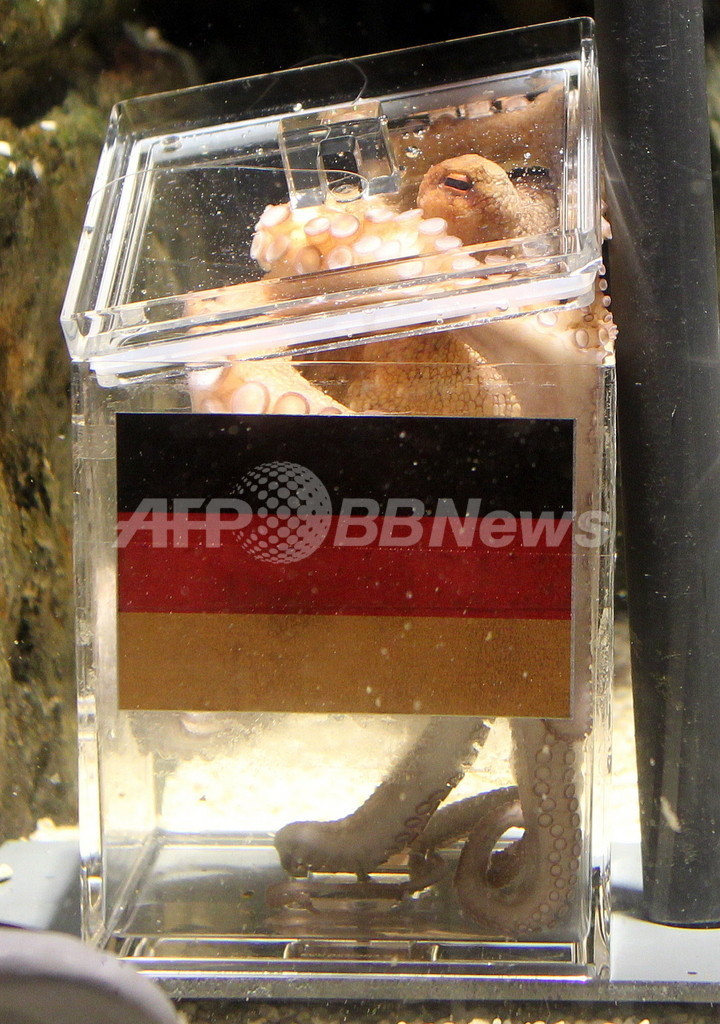 タコの予言 また的中 W杯ドイツ対イングランド 写真1枚 国際ニュース Afpbb News