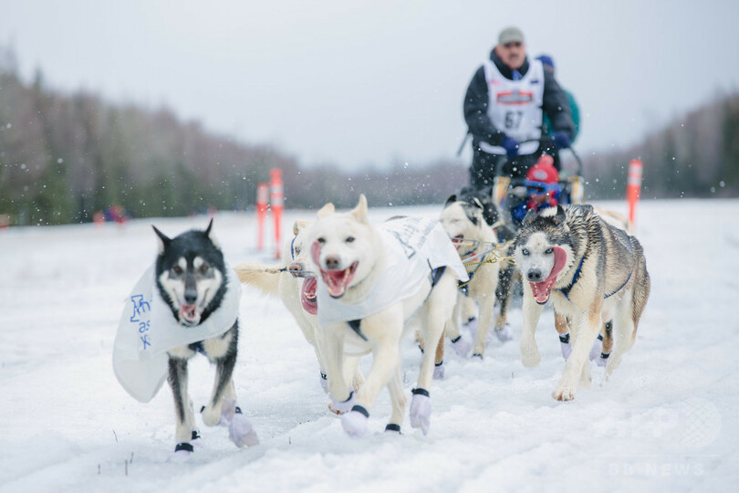 国際ニュース：AFPBB News女性犬ぞり師の本多さん、1600キロの米レースを無事完走