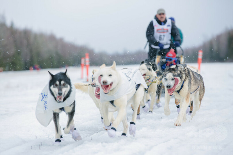 犬ぞりレース