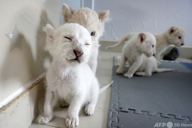 四つ子のホワイトライオン 健診実施 中国の動物園 写真8枚 国際ニュース Afpbb News