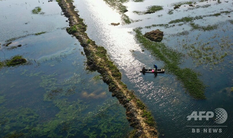 ザリガニ養殖と水稲栽培同時に行う「蝦稲共作」 江西・新余