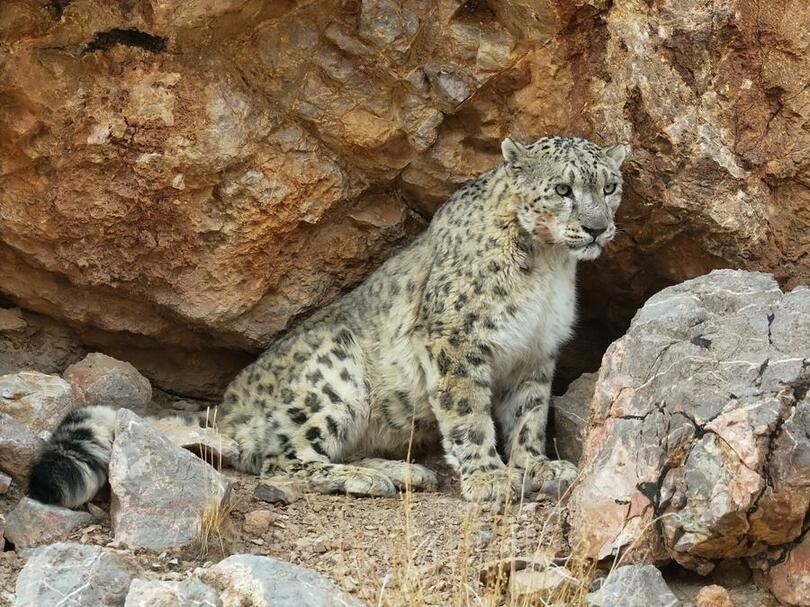 中国西蔵自治区で希少動物ユキヒョウを撮影