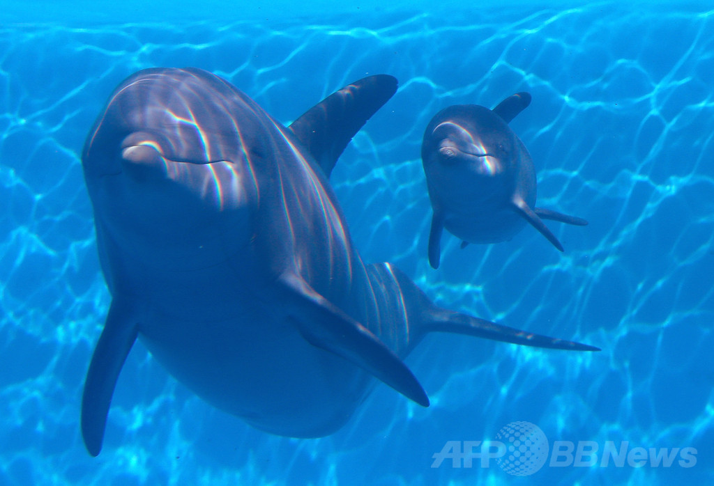 メキシコ湾のイルカに健康異常、2010年原油流出事故後に メキシコ湾のイルカに健康異常、2010年原油流出事故後に