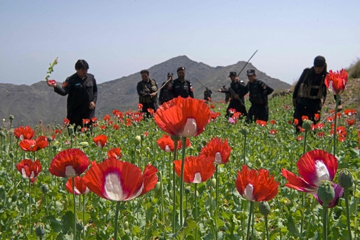 容赦なくばっさり ケシ畑を処分 パキスタン警察 写真8枚 国際ニュース