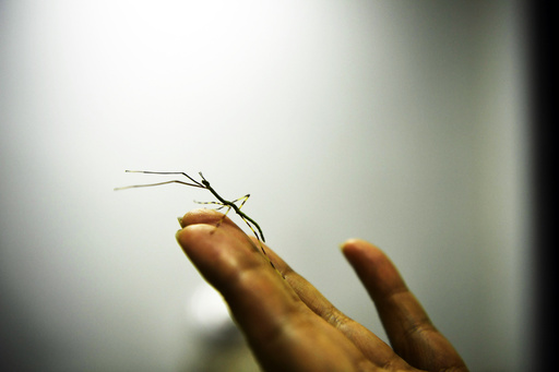 世界最大の昆虫、巨大ナナフシのふ化に初めて成功 写真8枚 国際