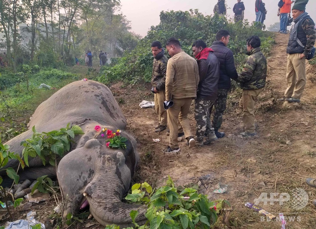 印東部でゾウ2頭列車にはねられ死ぬ 事故多発 5年で26頭犠牲 写真3枚 国際ニュース Afpbb News