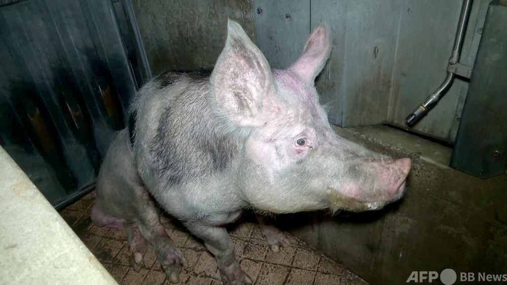 豚肉処理場での 虐待 映像 仏動物愛護団体が公開 写真11枚 国際ニュース Afpbb News