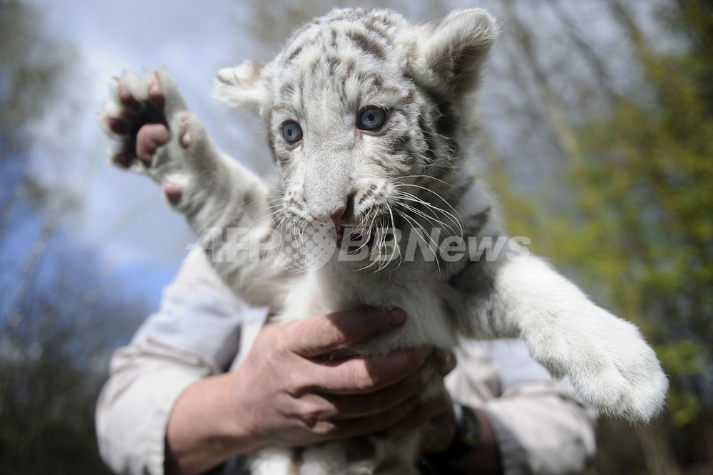 ホワイトタイガーの赤ちゃんたち、ドイツ 写真10枚 国際ニュース：AFPBB News