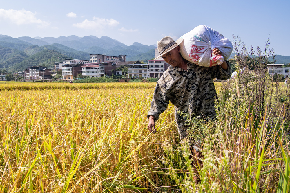 「三峡の穀倉」に豊作の秋 中国・重慶市 写真10枚 国際ニュース：AFPBB News