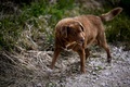 ギネス・ワールド・レコーズによって世界最高齢の犬に認定された「ボビ」。30歳当時の写真。ポルトガル・レイリア近郊の村コケイロスで（2023年2月12日撮影）。(c)PATRICIA DE MELO MOREIRA / AFP
