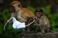 マレーシア・パハン州でマスクで遊ぶサル（2020年10月30日撮影、資料写真）。(c)Mohd RASFAN / AFP