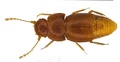 グレタ・トゥンベリさんにちなみ「Nelloptodes gretae」と命名された甲虫。ペンバリー・ブックス提供（撮影日不明、2019年10月25日公開）。(c)AFP PHOTO / PEMBERLEY BOOKS / MICHAEL DARBY