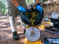 タイ・ナーン県のクンサターン国立公園で、死んだシカの胃から出てきたごみの重さを量る獣医師。 Office of Protected Area Region 13提供（2019年11月25日撮影、26日公開）。(c)AFP PHOTO / Office of Protected Area Region 13