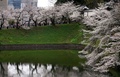 東京都千代田区の千鳥ケ淵の土手に咲く桜（2024年4月4日撮影）。(c)Kazuhiro NOGI / AFP