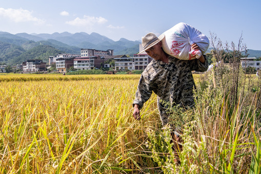 三峡の穀倉」に豊作の秋 中国・重慶市 写真10枚 国際ニュース：AFPBB News