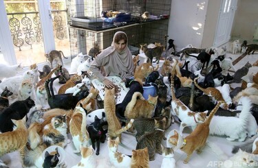 猫屋敷 猫屋敷家 - Twitch