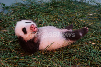 草の上でゴロゴロ、台湾のパンダ親子 写真3枚 国際ニュース：AFPBB News
