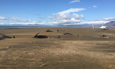また謎のクジラ大量打ち上げ、20頭死ぬ アイスランド