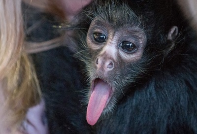 「べー！」 お茶目なクモザルの赤ちゃん ドイツ
