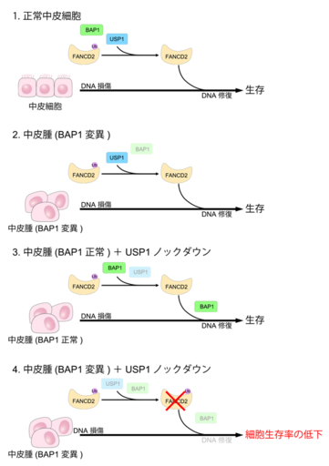 【東京工科大学】悪性中皮腫の新たな治療戦略につながる分子機構を発見―原因遺伝子BAP1変異細胞の弱点を同定―