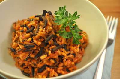 タンパク源は家庭で養殖？「卓上昆虫養殖器」を開発