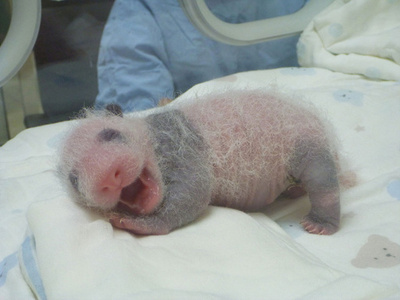 パンダらしくなってきた？台湾の赤ちゃんパンダ、すくすく成長中