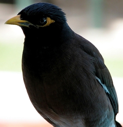 九官鳥にののしられた男性 飼い主を訴える 台湾