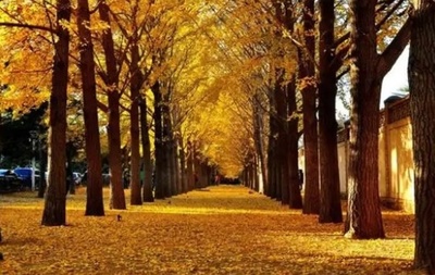 落ち葉の清掃を一部の場所で遅らせる 北京