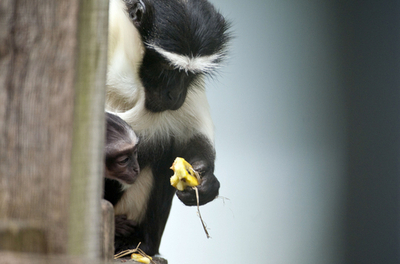 絶滅危惧種のサルの赤ちゃん生まれる、白い「あごひげ」が特徴