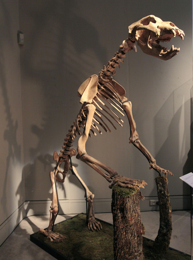 恐竜や大型肉食獣の化石、サザビーズが5日競売へ