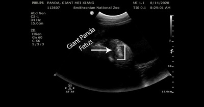 ジャイアントパンダが妊娠、数日内に出産か 米国立動物園