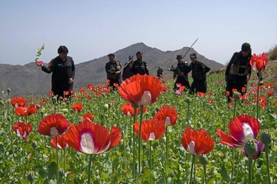 容赦なくばっさり ケシ畑を処分 パキスタン警察