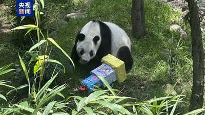 海外在住最高齢ジャイアントパンダの「シンシン」 メキシコで35歳の誕生日祝う